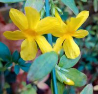 Gut bewurzelte Stecklinge Winterjasmin, Sichtschutz, Rankpflanze Niedersachsen - Salzgitter Vorschau