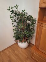 Künstliche Pflanzen mit Topf, Deko-Holz-Wurzel, Lichterkette Wuppertal - Cronenberg Vorschau