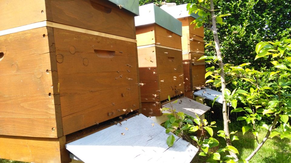 Bienenvolk Ableger auf Dadant in Mühlheim am Main