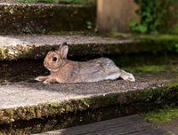 Leihkaninchen Kaninchen  Hase Zwergkaninchen Baden-Württemberg - Gaggenau Vorschau