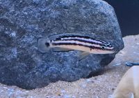 1x Julidochromis Ornatus 5-6cm abzugeben Hamburg Barmbek - Hamburg Barmbek-Süd  Vorschau