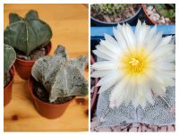 Astrophytum Myriostigma Bischofsmütze Kaktus Sukkulente Pflanze Hessen - Wiesbaden Vorschau