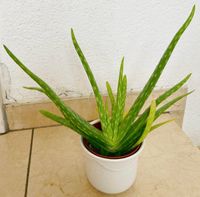 Echte Aloe Vera, Heilpflanze, ein mittelgroßer Ableger Baden-Württemberg - Neckartenzlingen Vorschau