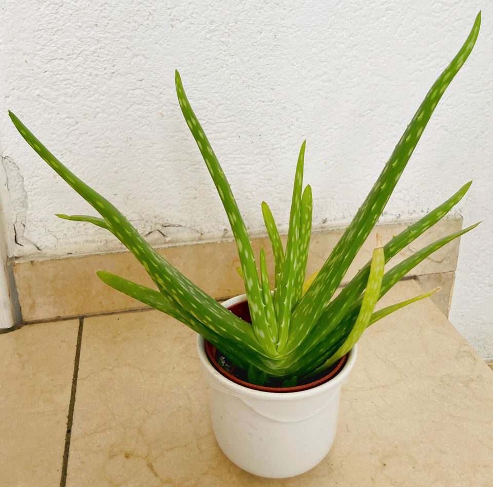 Echte Aloe Vera, Heilpflanze, ein mittelgroßer Ableger in Neckartenzlingen