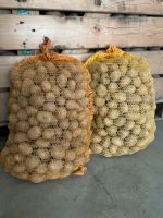 Rotschalige Laura, Regina, Kartoffeln zu verkaufen Nordrhein-Westfalen - Rheurdt Vorschau