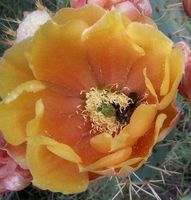 opuntia phaeacantha longispina Samen oder Ohren Winterhart Kaktus Nordrhein-Westfalen - Wipperfürth Vorschau