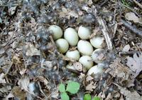 Enten eier von frei Haltung Nordrhein-Westfalen - Gütersloh Vorschau