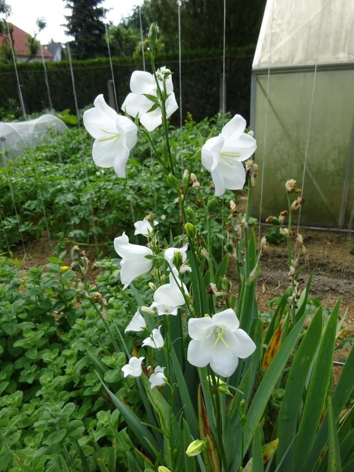 Glockenblume - winterhart in Leipzig