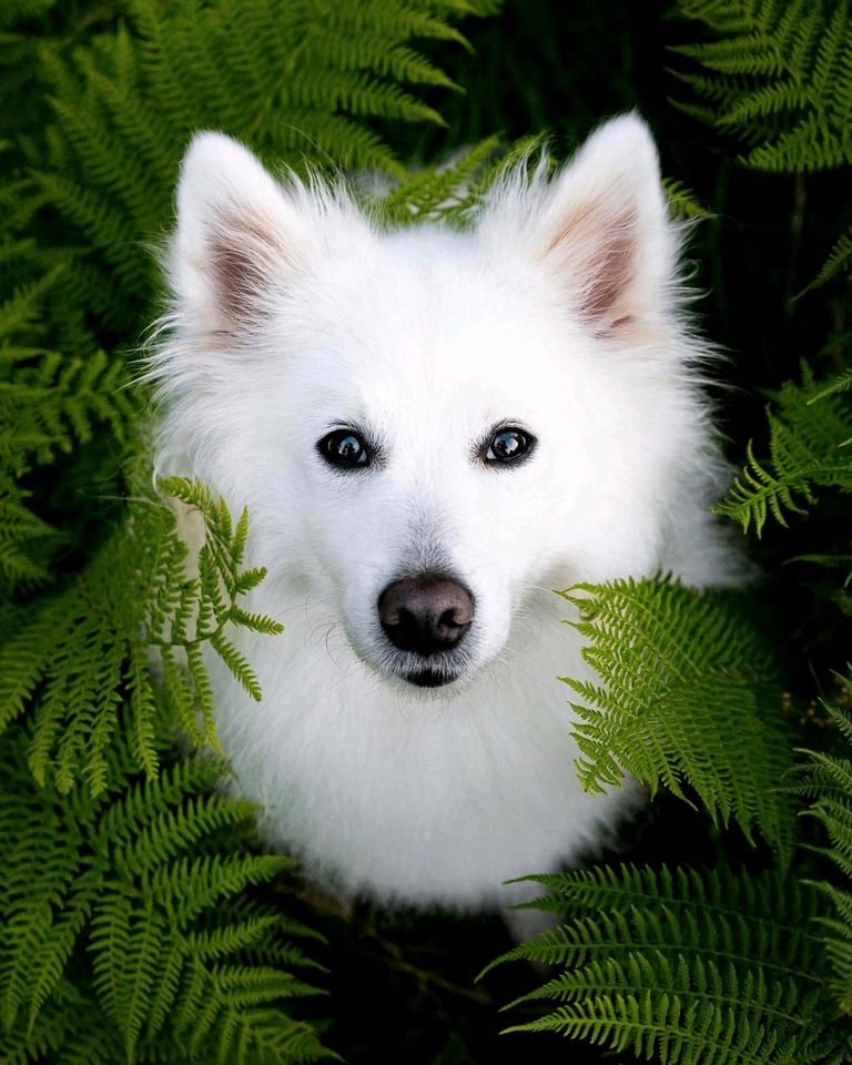 Professionelle Hunde und Pferde Fotografie in Haiger