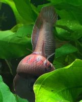 Roter Kampffisch Betta rubra friedlicher Kampffisch Aquariumfisch Schleswig-Holstein - Lübeck Vorschau