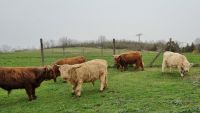 Highland Cattle / Hochlandrinder Sachsen-Anhalt - Quedlinburg OT Gernrode Vorschau