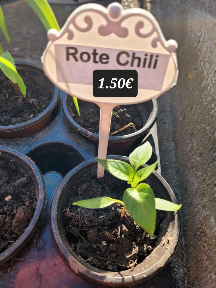 Chili Pflanzen, Gemüse Pflanzen, Garten in Eppendorf