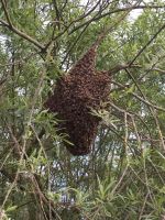 Bienenschwarm, Schwarm Bienen gefunden? Baden-Württemberg - Laupheim Vorschau