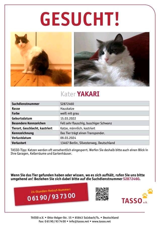 GESUCHT vermisst Katze Kater Yakari weiß grau Berlin Hermsdorf in Berlin