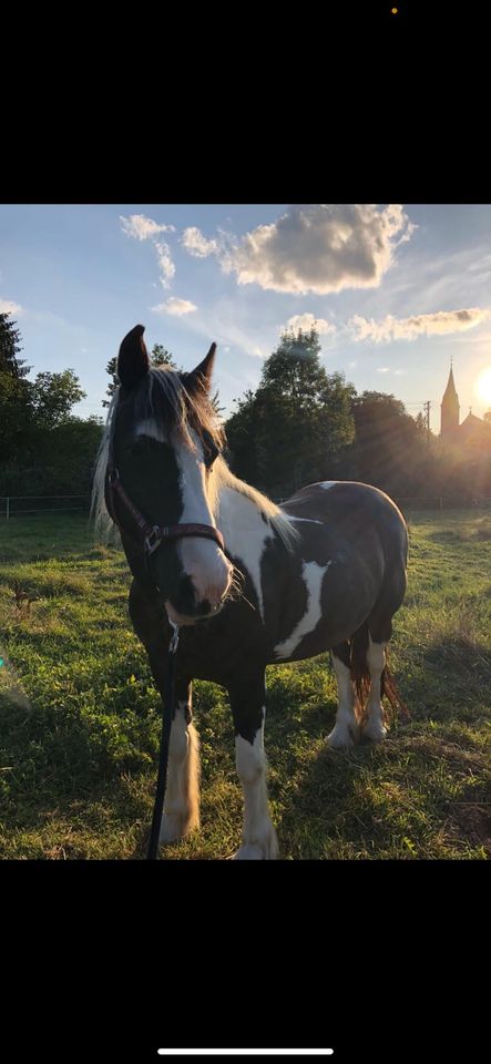 Zwei liebe Tinker in beste Hände abzugeben! in Eschau