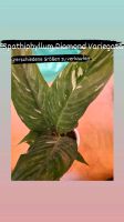 Spathiphyllum Diamond Variegata Niedersachsen - Soltau Vorschau