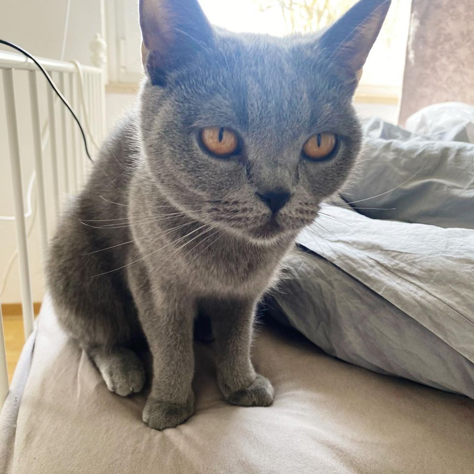 Bkh Katze 1 Jahr alt in Kiel