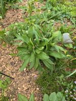 Bergflockenblume Ableger Thüringen - Eisfeld Vorschau