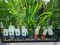 Aquarienpflanzen ab 3,99€* Wasserpflanzen Aquarium Saarland - Püttlingen Vorschau