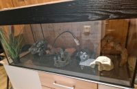 Aquarium 160 Liter Hannover - Ahlem-Badenstedt-Davenstedt Vorschau