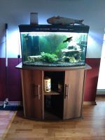 Aquarium ca.100 l Bayern - Regenstauf Vorschau