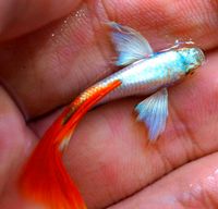 ⭐ Santa Claus Guppy - Hochzucht Guppys aus Liebevoller Zucht Baden-Württemberg - Bretzfeld Vorschau