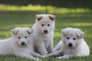 Weiße Schäferhunde Welpen - Langstockhaar & Stockhaar in Schrum