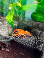 CPO – Orangene Zwergflusskrebs Krebs Garnelen Aquarium Bayern - Mertingen Vorschau