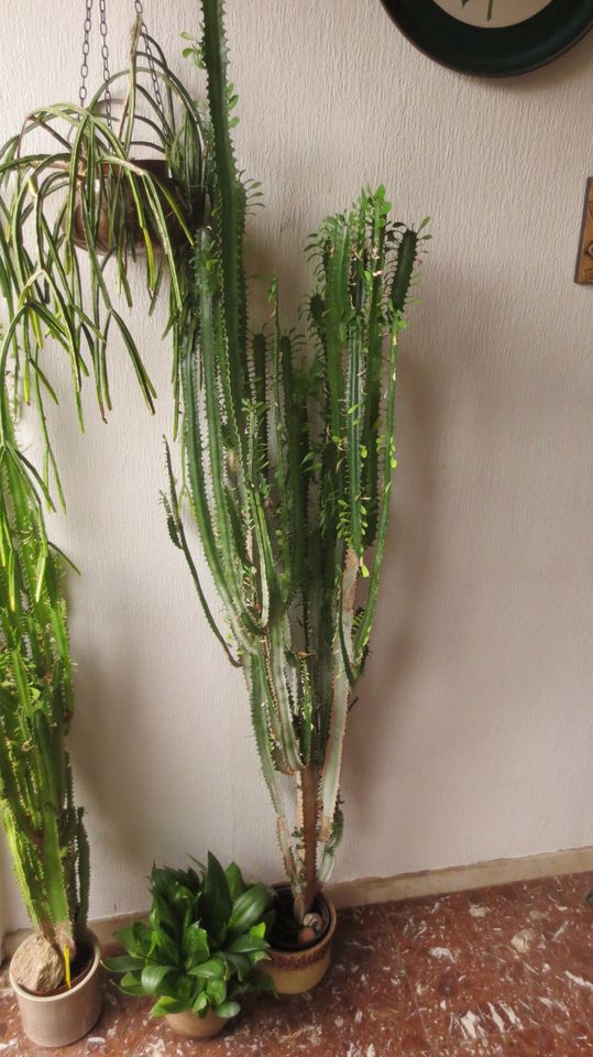 Kaktus “Euphorbia Trigona”, ca. 1,50m hoch in Kandel