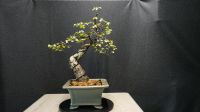 Bonsai Birke Sachsen - Frauenstein Vorschau