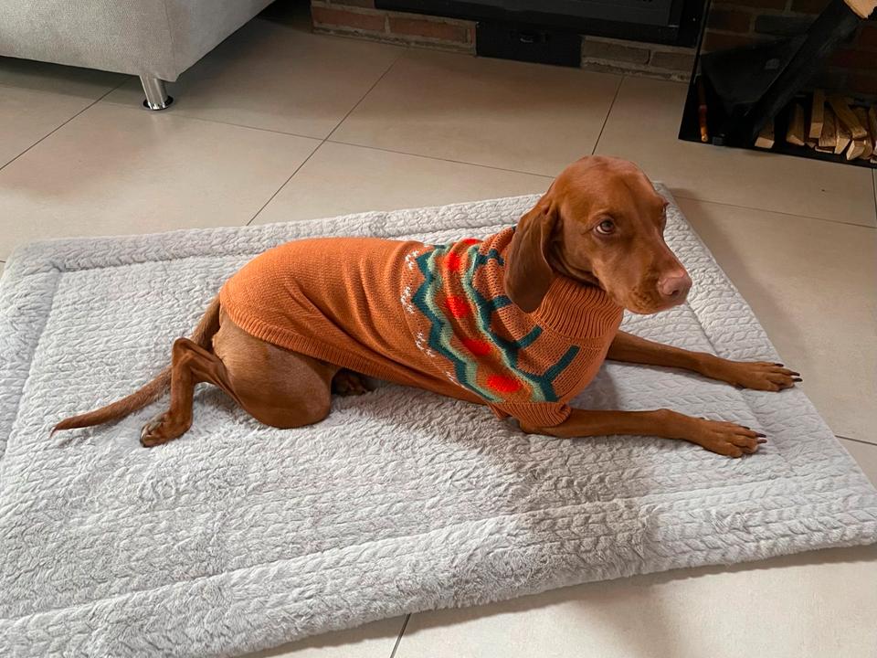 10% Rabatt auf GF Pet Hundepullover 2XL (RL 61 cm) hazel in Kleinaitingen