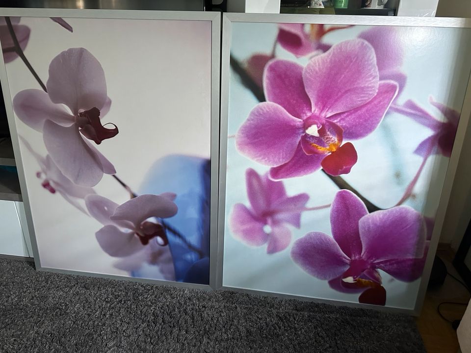 Ikea Dragby Orchideen Wandbild in Kaiserslautern