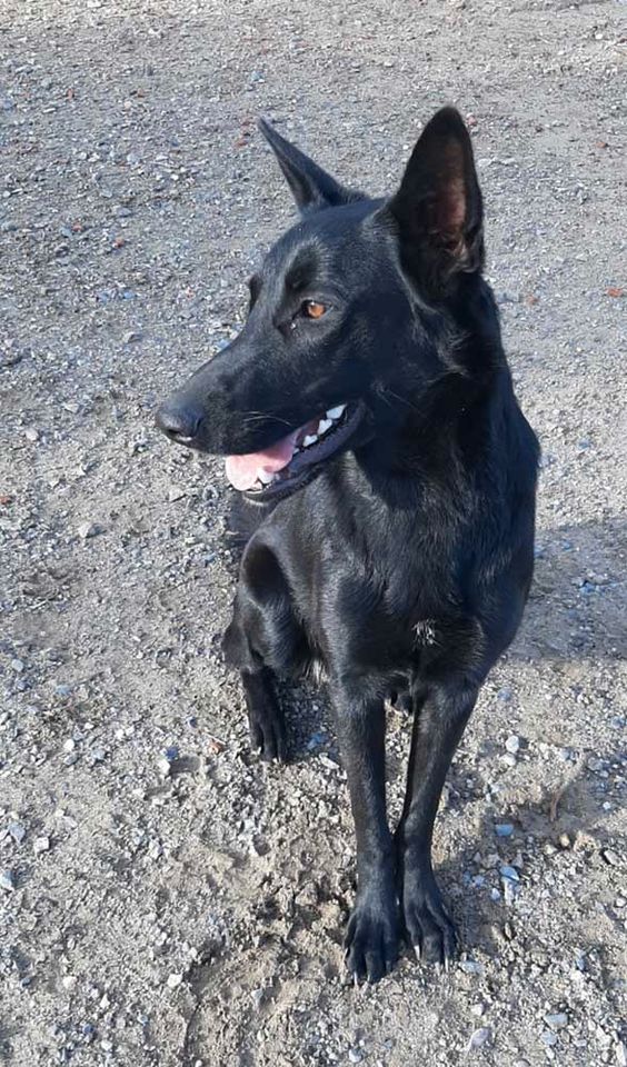Schäferhund Alani – Lady in Black sucht dringend ein Zuhause! in Achern