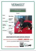 Hund Vermisst- PACO Bayern - Ingolstadt Vorschau