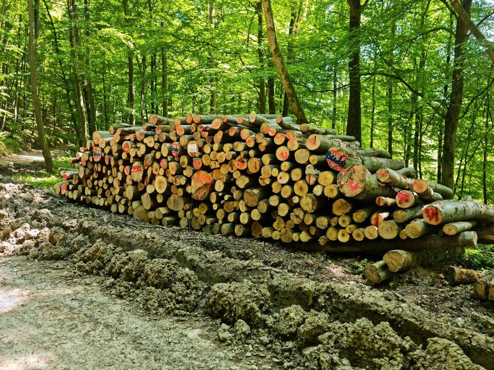 Stammholz Rundholz Brennholz Kiefer Buche Eiche etc.mit Lieferung in Alzey