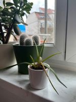 Kleine Aloenpflanze ohne Übertopf Leipzig - Gohlis-Nord Vorschau