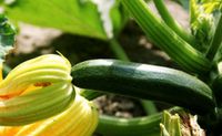 20 Samen grüne zucchini gemüse Niedersachsen - Osnabrück Vorschau