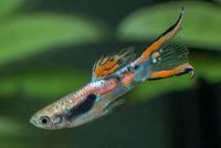 Endler Guppy poecilia Wingei Fisch + Pflanzen Nordrhein-Westfalen - Kerpen Vorschau