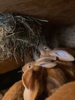 Deutsche Riesen gelb reinrassig Jungtiere Kaninchen Nordrhein-Westfalen - Beckum Vorschau