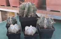 Kakteen Kaktus Astrophytum myriostigma ornatum Bayern - Adelsdorf Vorschau