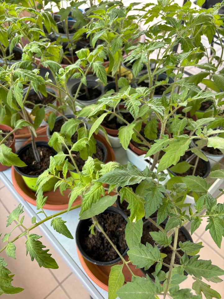 Tomatenpflanzen 20-30 cm in Titz