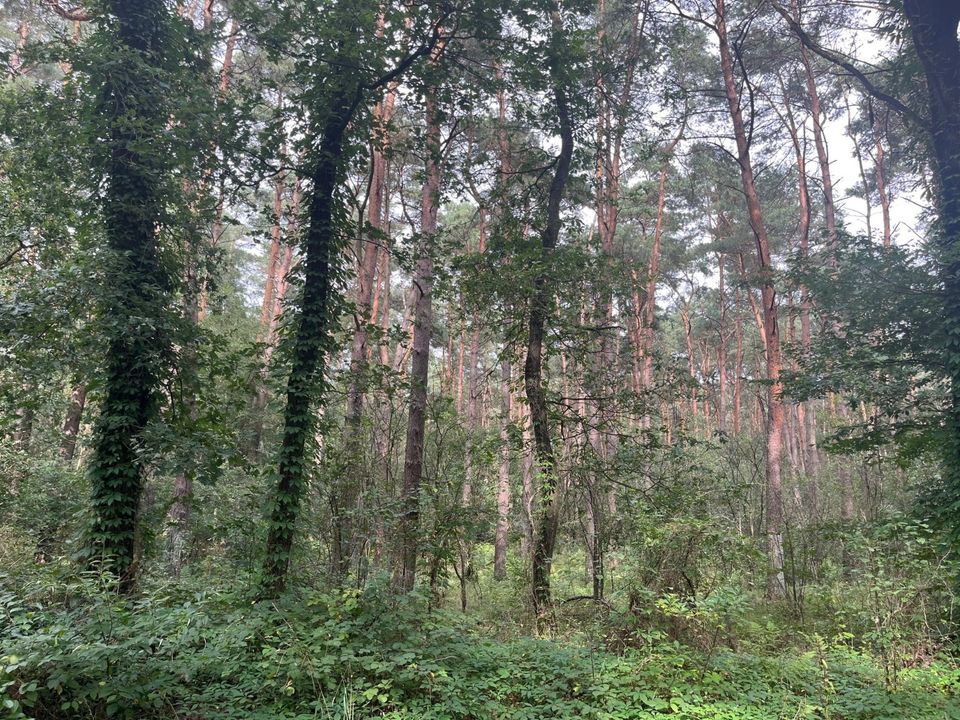 Etwa 4 ha Wald und 1,7 ha Grünland im Nordosten des Landkreises Börde in Burgstall (bei Tangerhütte)