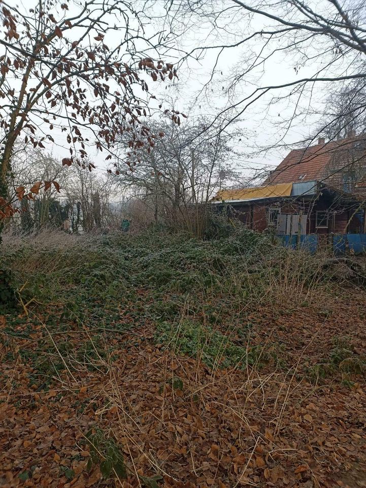 Baggerarbeiten Baumpflege Wurzel Entfernung Wildwuchs Garten in Goch