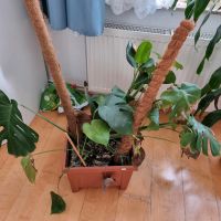 Monstera pflanze Hannover - Bothfeld-Vahrenheide Vorschau