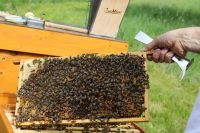 Bienen, Carnica-Ableger auf DN oder Zander Hessen - Steinau an der Straße Vorschau