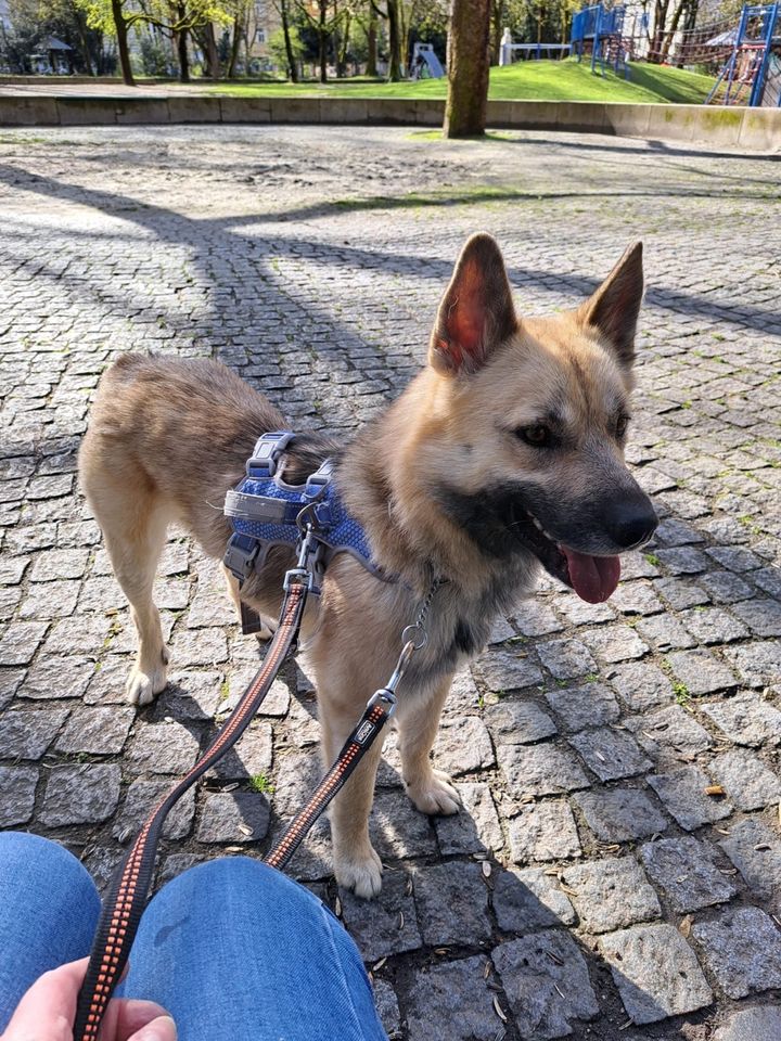 Tierschutz - Pers sucht seine Familie in Rothenburg o. d. Tauber