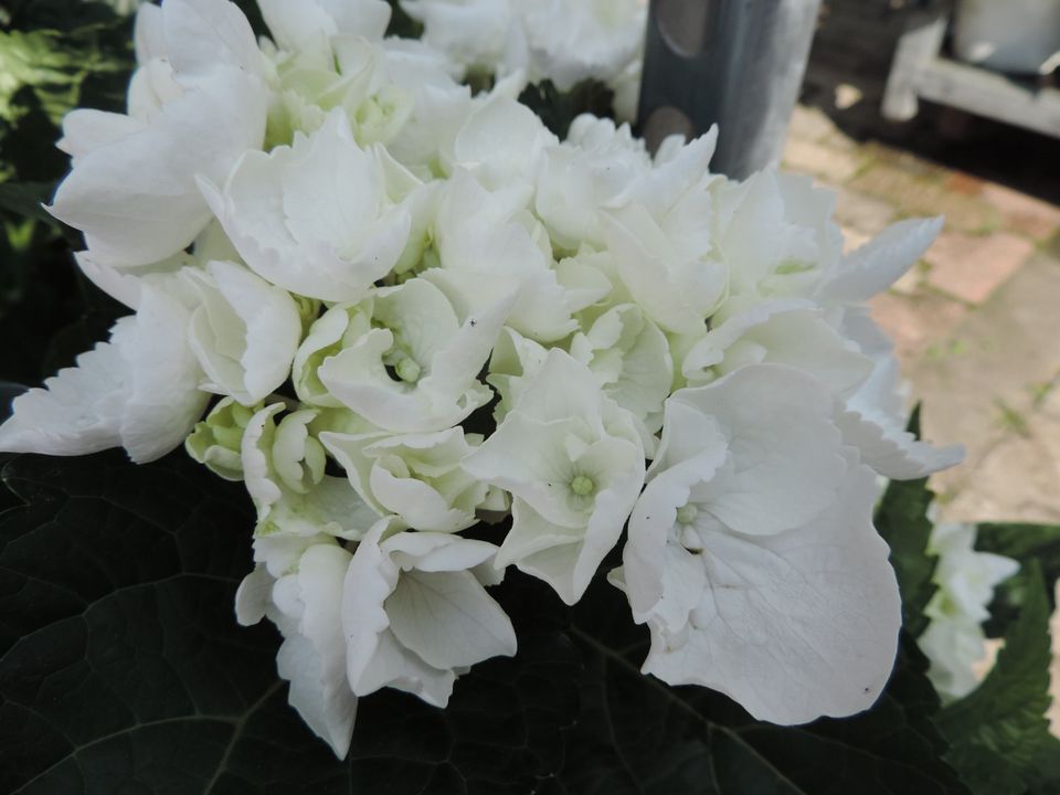 Bauernhortensie Hydrangea macrophylla Forever & ever in Simmerath