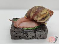 Archachatina Rhodostoma Benin Creme - schneckenpost.shop Niedersachsen - Großenkneten Vorschau