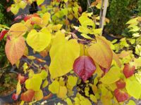 Kanadischer Judasbaum Eternal Flame / Cercis can. Eternal Flame Nordrhein-Westfalen - Bocholt Vorschau