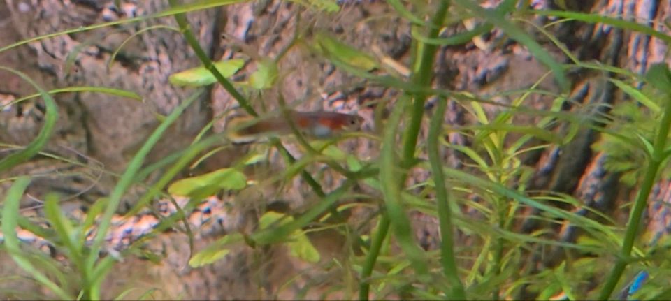 Endler guppys fische aquarium endlerguppys in Haren (Ems)